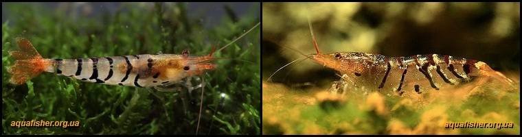 10Caridina_cantonensis_Tiger1