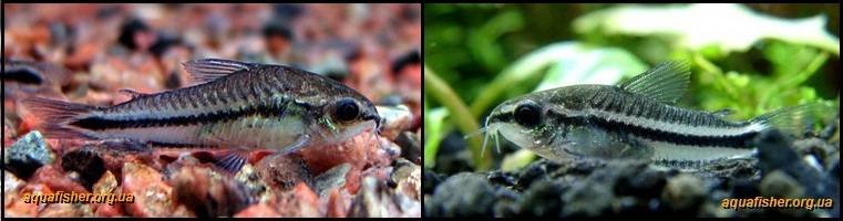 10Corydoras_pygmaeus1