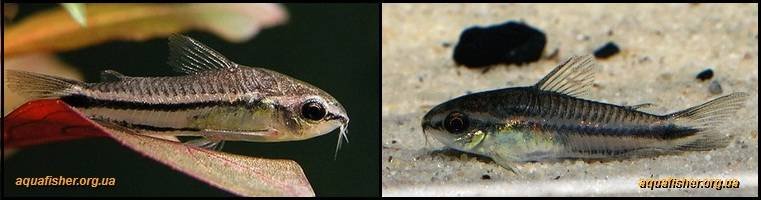 11Corydoras_pygmaeus1