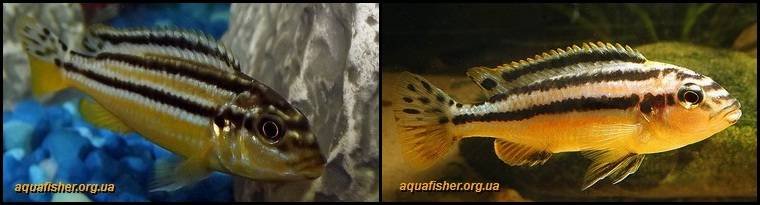 13Melanochromis_auratus1
