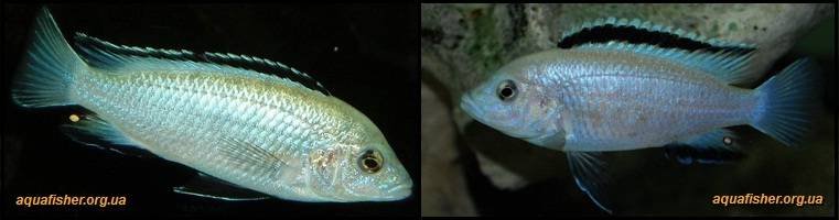 14Labidochromis_caeruleus1