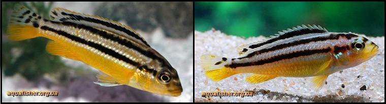 14Melanochromis_auratus1