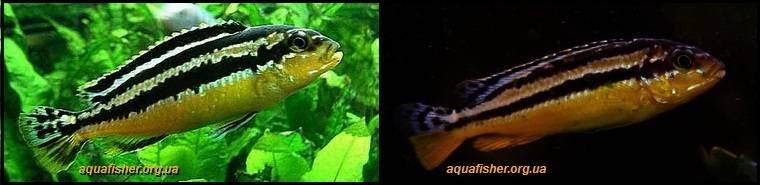 18Melanochromis_auratus1