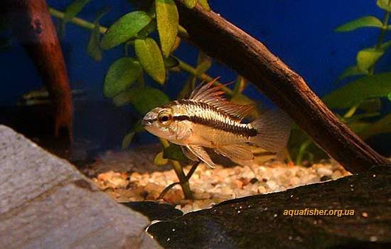 1Apistogramma_trifasciata9