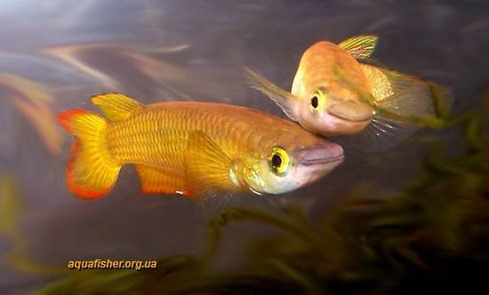 1Aplocheilus_lineatus2