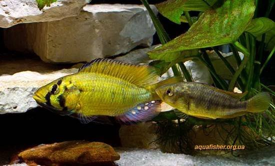 1Astatoreochromis_alluaudi2