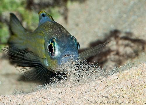 1Aulonocranus_dewindti4