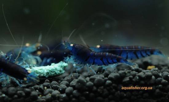 1Caridina_cantonensis_Deep_Blue_Tiger1