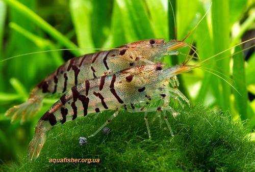 1Caridina_cantonensis_Tiger5