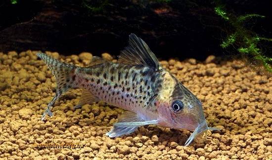 1Corydoras_delphax5