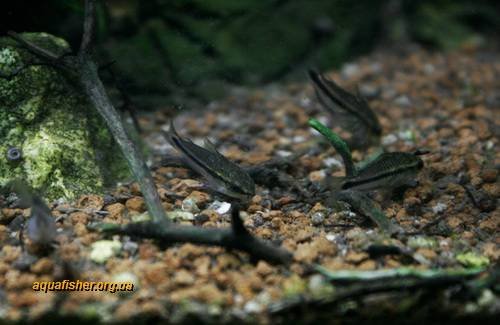 1Corydoras_pygmaeus5