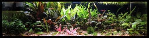 1Cryptocoryne_pontederiifolia4