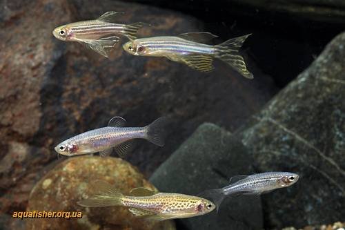 1Danio_rerio6