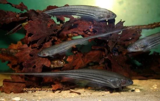 1Eigenmannia_virescens9