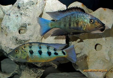 1Fossorochromis_rostratus5