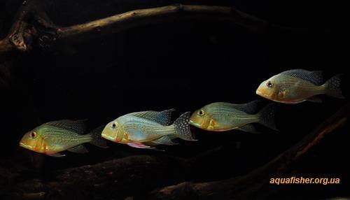 1Geophagus_altifrons9