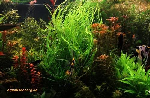 1Hygrophila_corymbosa_angustifolia4