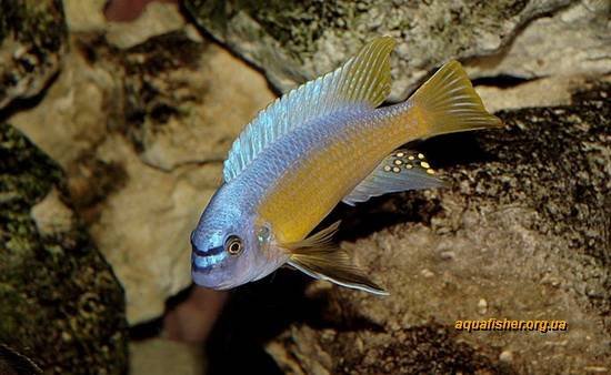 1Labeotropheus_fuelleborni5