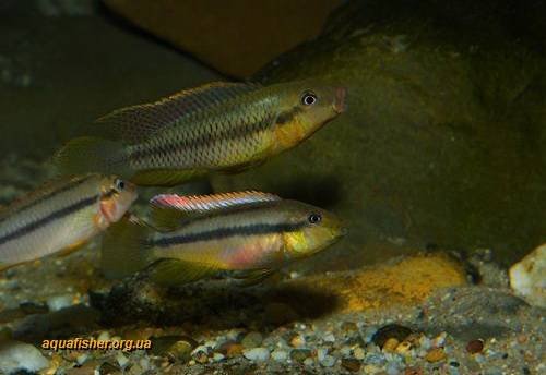 1Limbochromis_robertsi5