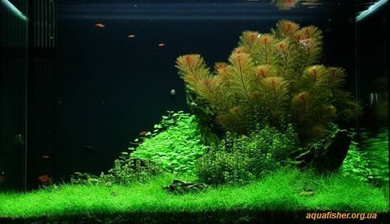 1Myriophyllum_mattogrossense5