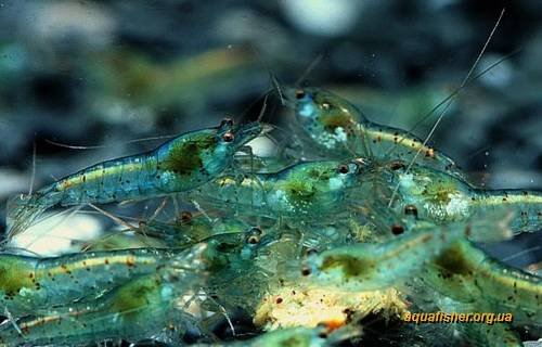 1Neocaridina_palmata_Blue_pearl4