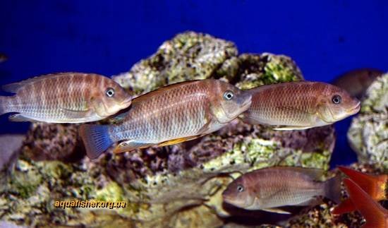 1Petrochromis_famula7