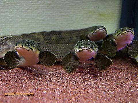 1Polypterus_mokelembembe2