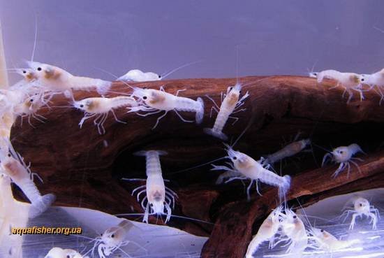 1Procambarus_clarkii_snow3