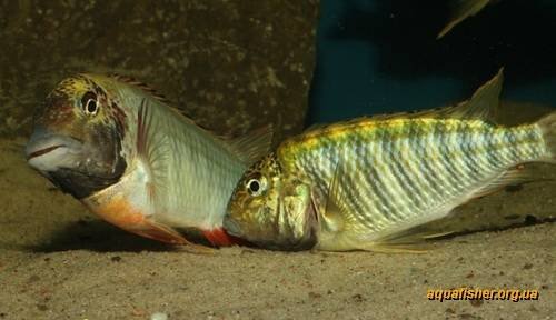 1Simochromis_diagramma5