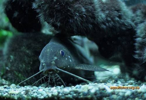 1Synodontis2