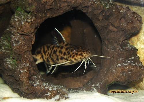 1Synodontis_petricola3