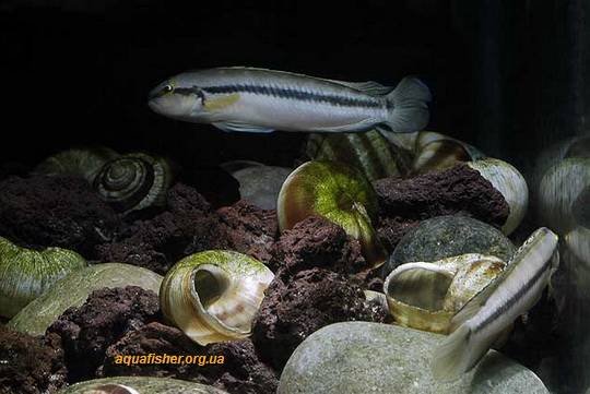 1Telmatochromis_vittatus7