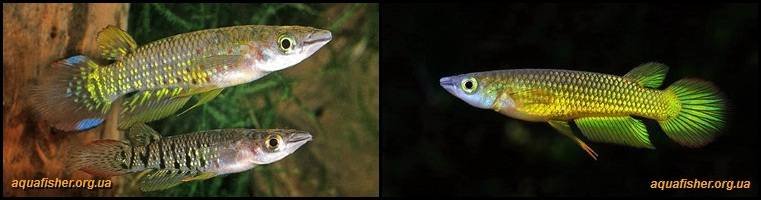 2Aplocheilus_lineatus1