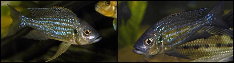 2Aulonocranus_dewindti1