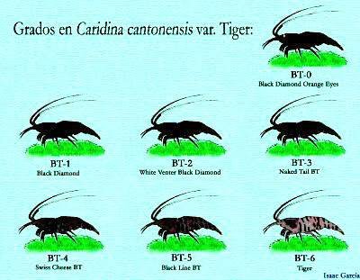 2Caridina_cantonensis_Black_Tiger5