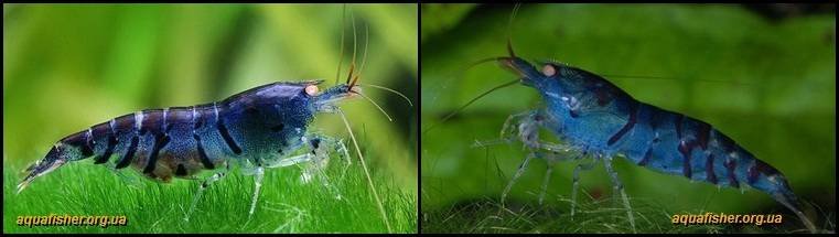 2Caridina_cantonensis_Deep_Blue_Tiger1