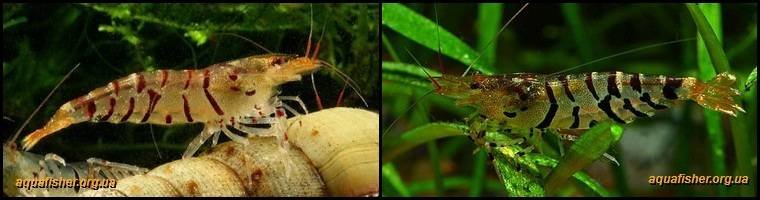 2Caridina_cantonensis_Tiger1