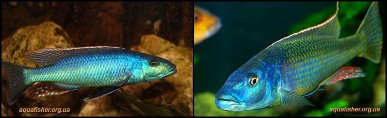 2Champsochromis_caeruleus1