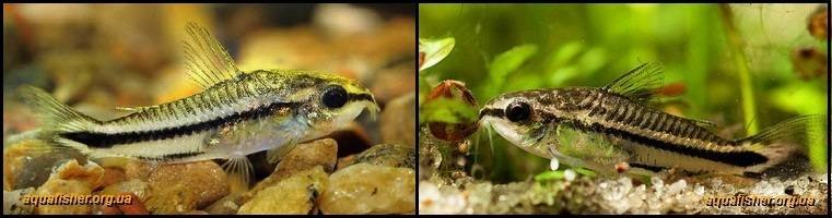 2Corydoras_pygmaeus1