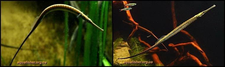 2Doryichthys_boaja1