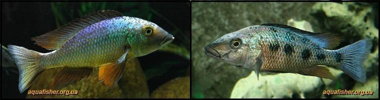 2Fossorochromis_rostratus1
