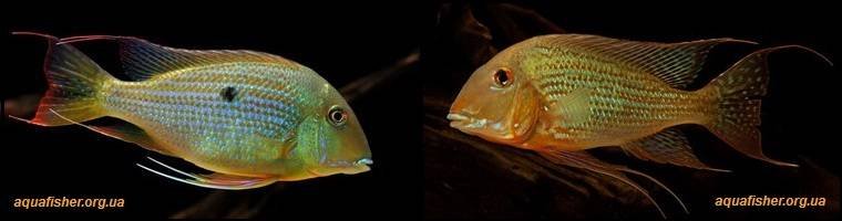2Geophagus_altifrons1
