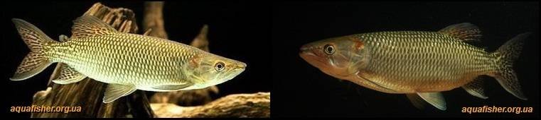 2Hepsetus_odoe1