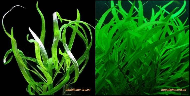 2Hygrophila_corymbosa_angustifolia1