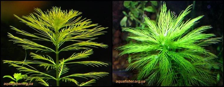 2Myriophyllum_aquaticum1