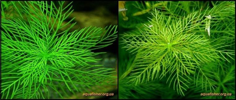 2Myriophyllum_mattogrossense1