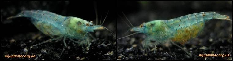 2Neocaridina_palmata_Blue_pearl3