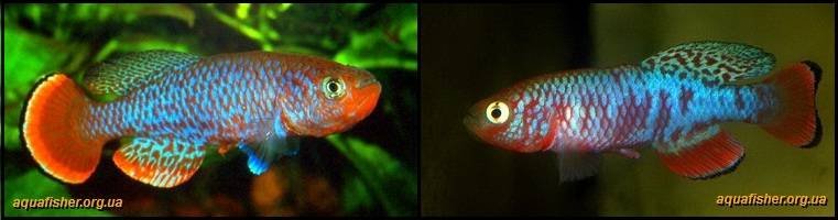 2Nothobranchius_kafuensis1