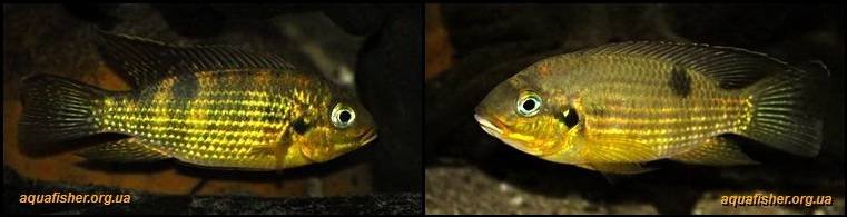 2Pelmatochromis_buettikoferi1