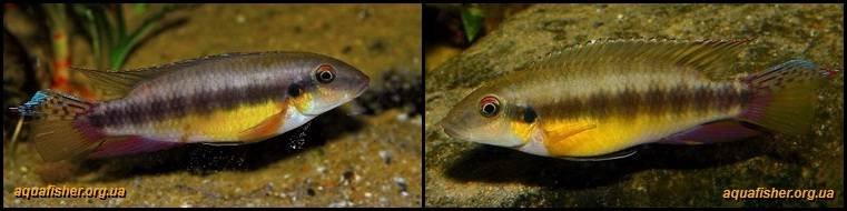 2Pelvicachromis_humilis1